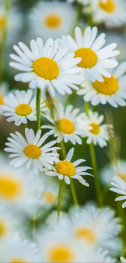 White daisies with yellow centers in a lush green setting.