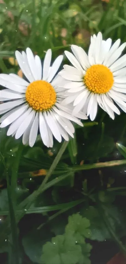 Two daisies in vibrant green grass.