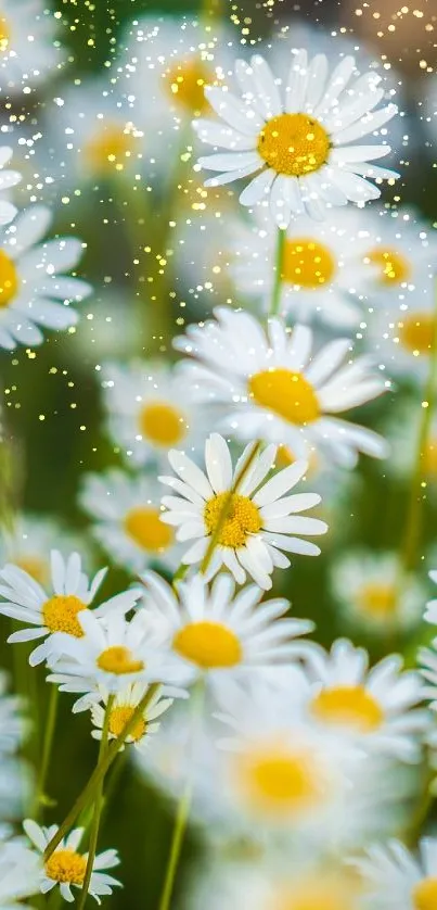 A field of white daisies with yellow centers in a lush green surrounding.