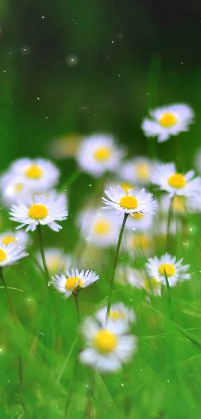 A field of delicate white daises on lush green grass, perfect for a tranquil wallpaper.