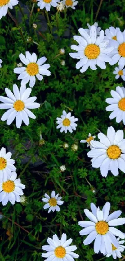 Mobile wallpaper featuring a field of charming white daisies.