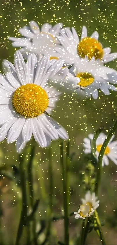 Daisy field with green grass in sunlight.