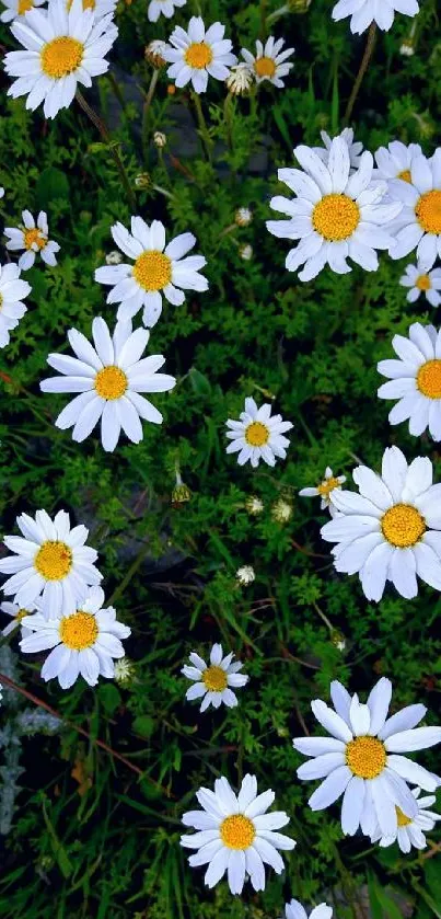 A vibrant daisy field with white flowers and lush green background.