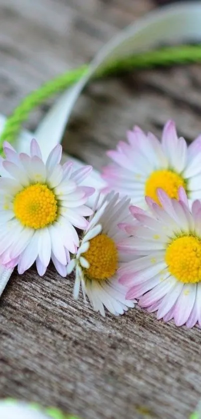 Charming daisy floral wallpaper with wood background.