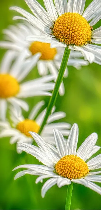 Charming white daisies on vibrant green background.