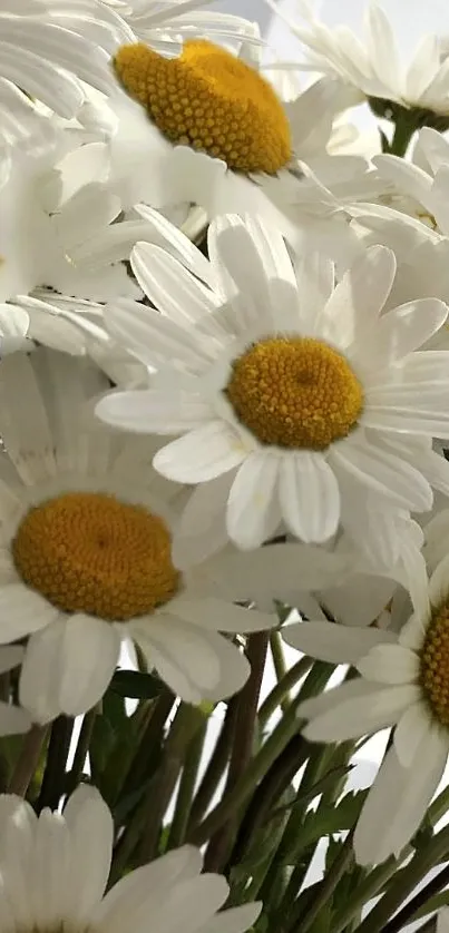 Mobile wallpaper with charming white daisy flowers and yellow centers.