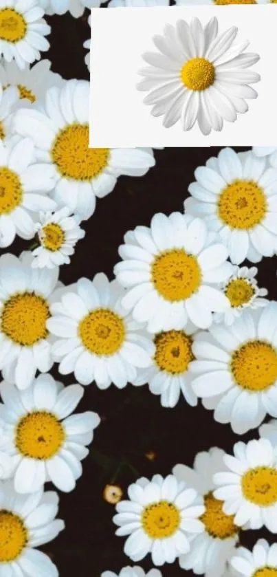 Mobile wallpaper featuring beautiful white daisies with vibrant yellow centers.