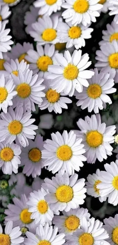 Mobile wallpaper with white daisies and yellow centers.