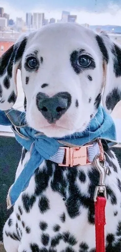 Dalmatian puppy with blue scarf, city skyline in background.