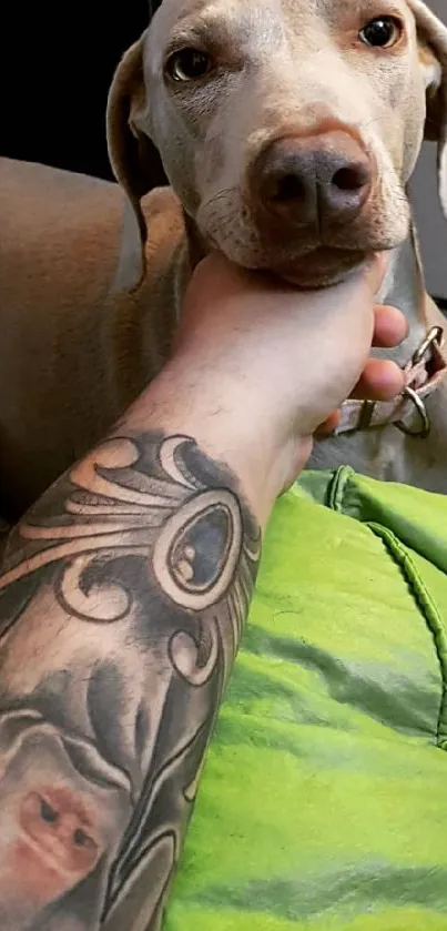 Friendly Weimaraner dog with tattoo art on arm.