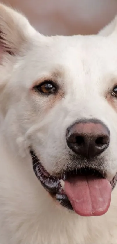 Adorable white dog with tongue out, set against a warm-toned background.