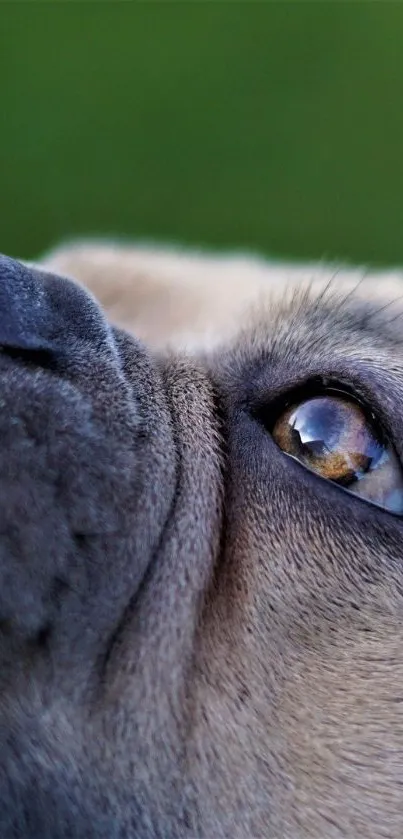 Close-up of a dog's face with focus on the eye and gray fur texture.