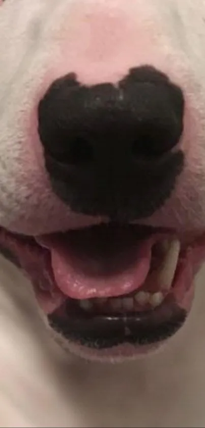 Close-up image of a happy dog's face with a smiling expression.