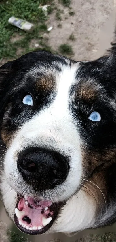 Close-up of a dog with bright blue eyes and a happy expression.