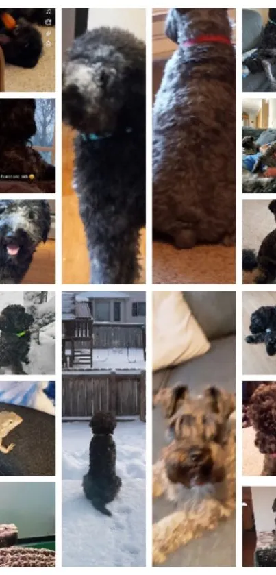 Collage wallpaper with various dogs in different cozy settings.