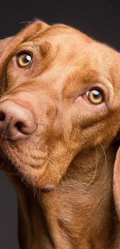 A cute brown dog with a curious expression as a mobile wallpaper.