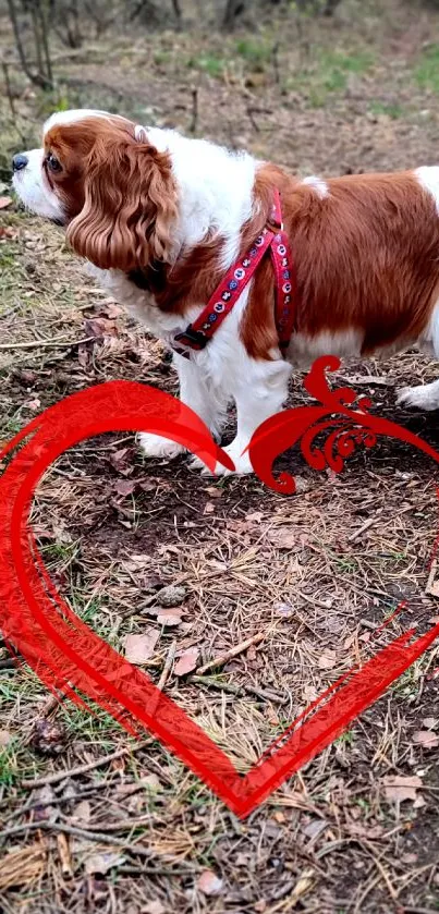 Spaniel in woods with red heart overlay.