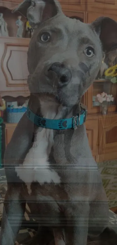 Grey dog with blue collar sitting indoors.