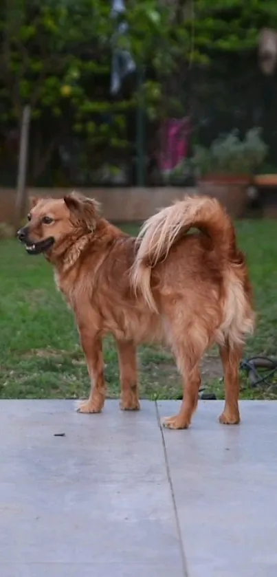 Wallpaper of a brown dog standing in a garden.