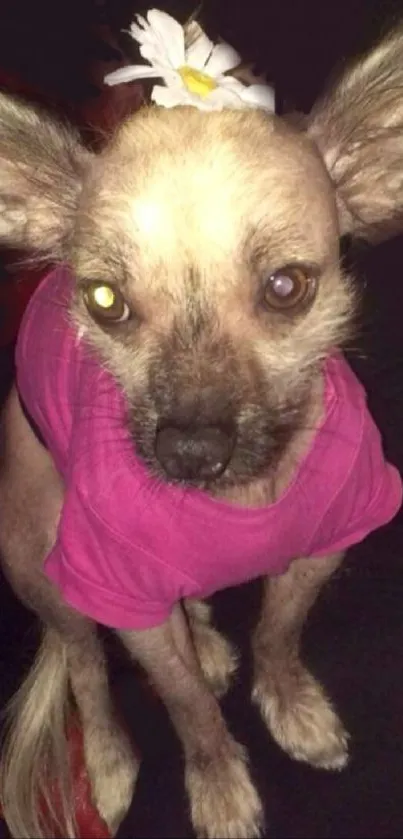 Adorable dog in pink shirt with flower on head.