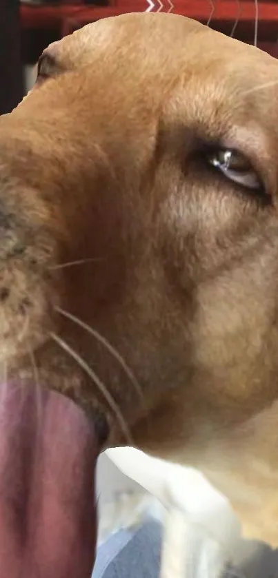 Relaxed dog with open mouth on a warm golden-toned wallpaper.