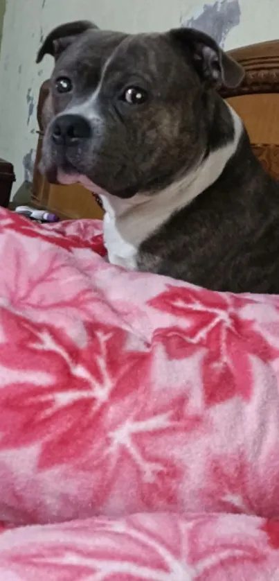 Adorable dog on a pink floral blanket.