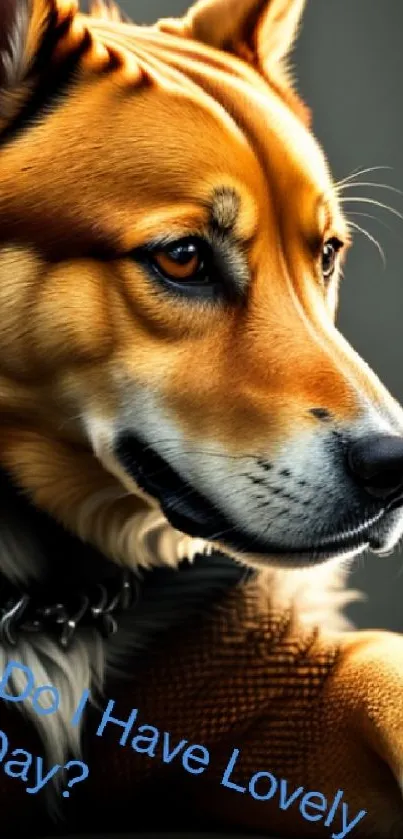 Charming orange and brown dog portrait wallpaper.