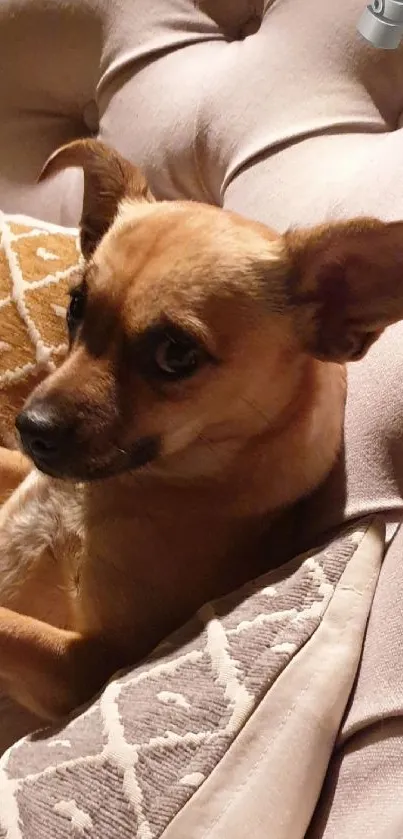 Adorable dog on a cushioned chair with pillows.