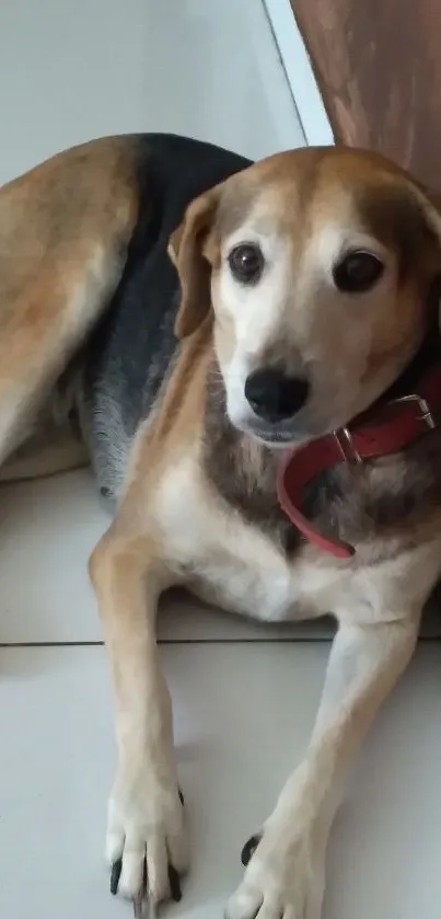 Charming dog with red collar resting indoors.