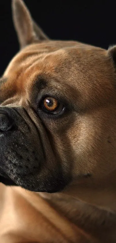 Close-up of a brown French Bulldog with a charming expression.