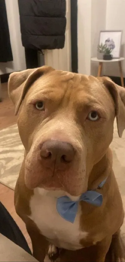 Charming pitbull with blue bow in cozy living room setting.