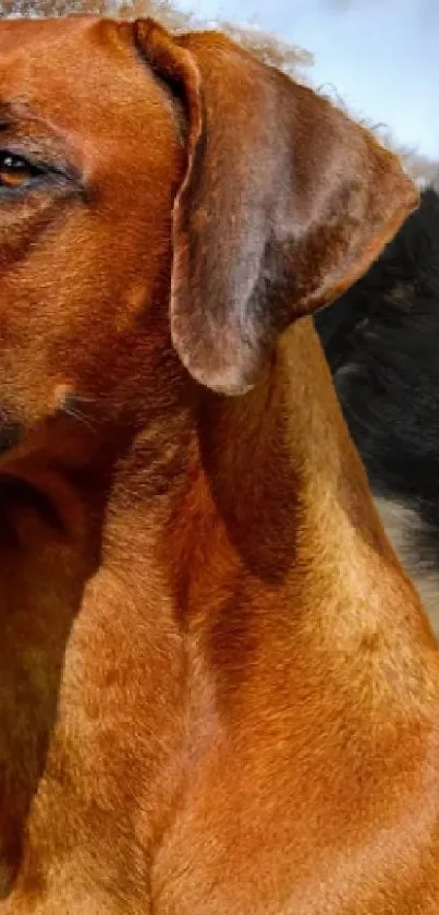 Collage of different dog breeds in a charming mobile wallpaper.