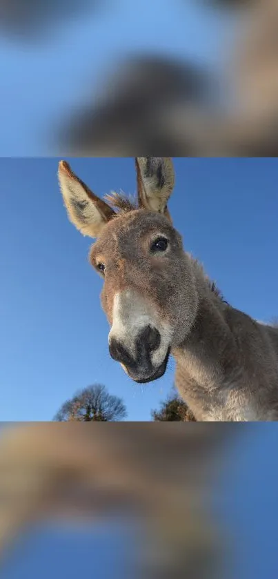 Curious donkey against a bright blue sky backdrop.