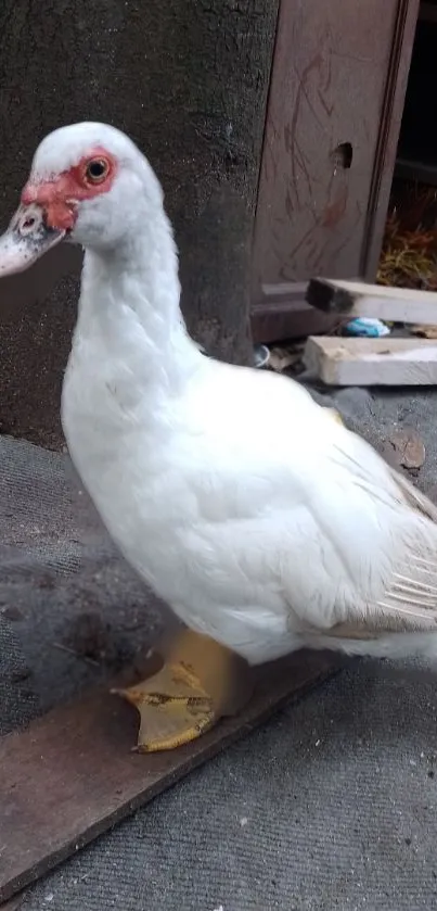 Elegant white duck in a tranquil rustic setting, perfect for wallpapers.