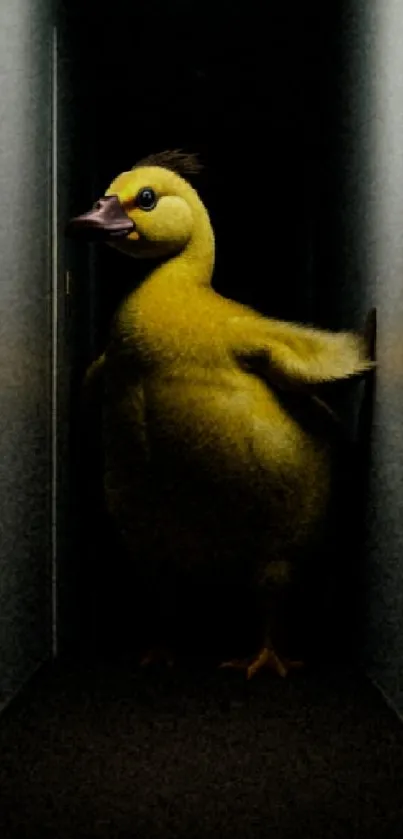 A cute duckling stands in a dark hallway.