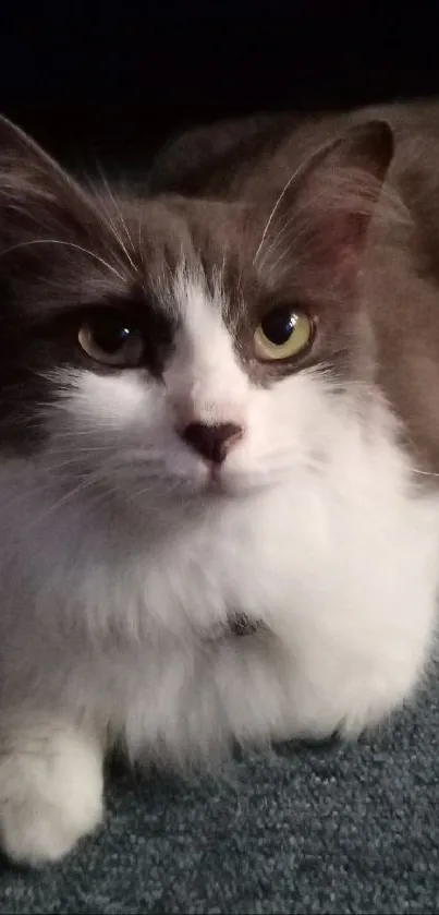 A charming cat portrait with gray and white fur.