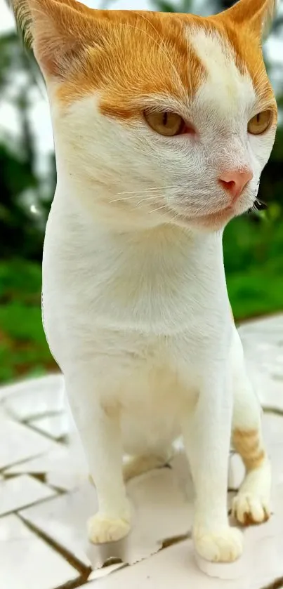 Curious orange and white cat on a green background.