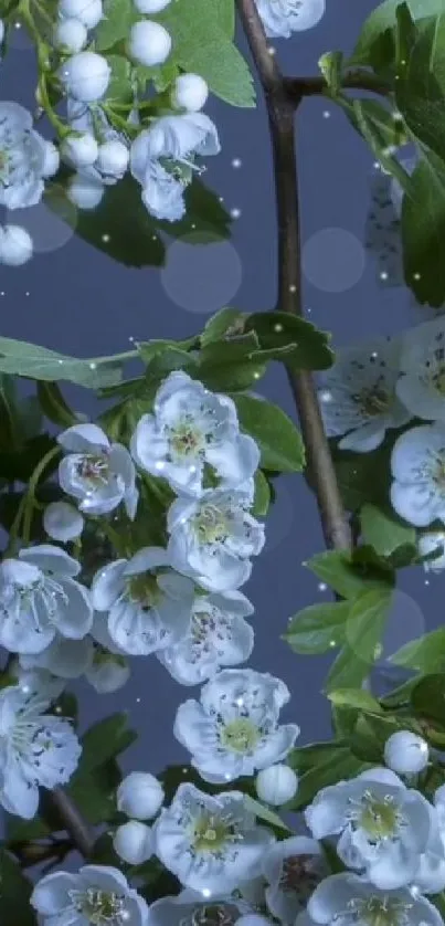 Elaborate wallpaper of white flowers on a green branch set against a blue backdrop.