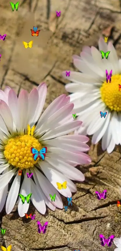 White daisies and colorful butterflies on brown wood.