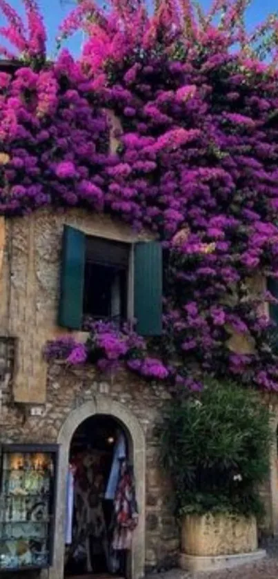 Rustic stone cottage with purple bougainvillea cascading over the roof.