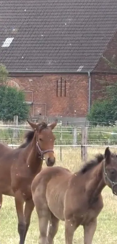 Two young foals grazing in a rustic countryside landscape, near a barn.