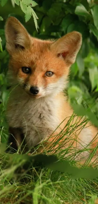 Charming fox sitting in lush green forest setting.