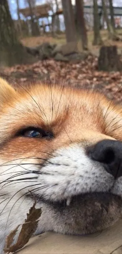 Close-up of a fox face in a relaxing woodland scene.