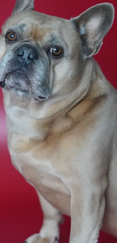 French Bulldog posing against a red background.