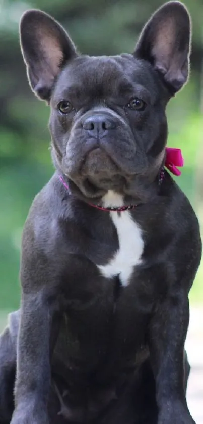 French Bulldog sitting in a lush green park, looking playfully at the camera.