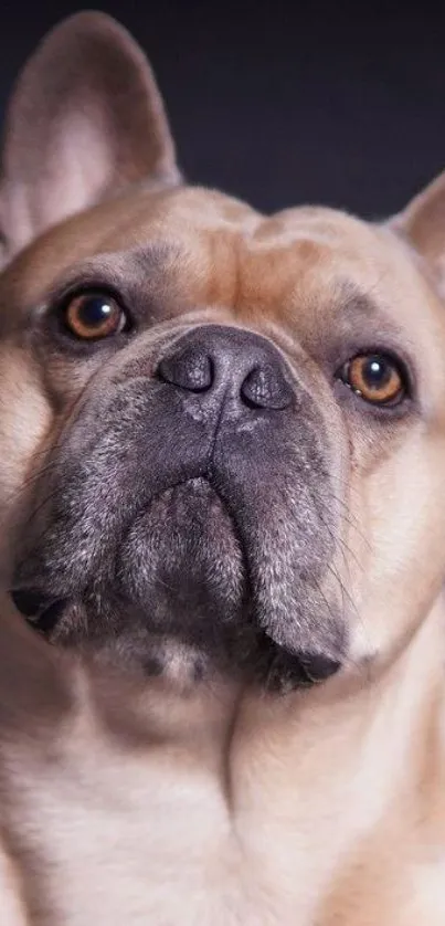 Charming French Bulldog with tan coat and expressive eyes in portrait format.