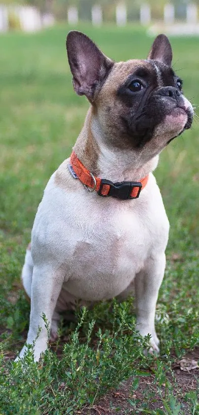 French Bulldog with orange collar on green grass.