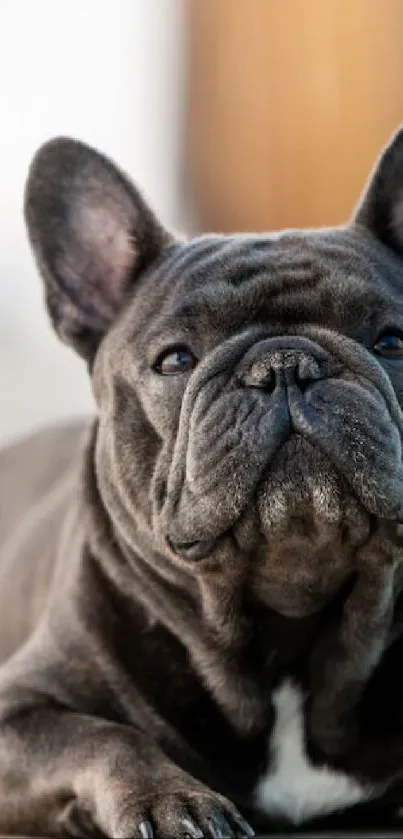 Charming French Bulldog lying on pavement, capturing a relaxed outdoor moment.