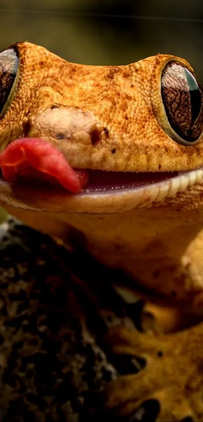 Close-up of a gecko with tongue out in vivid detail.