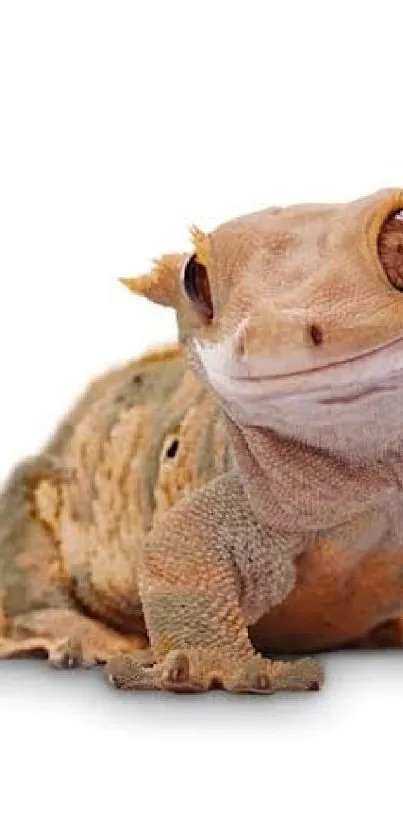 Charming gecko with earthy tones on a white background.